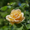黄色いバラ