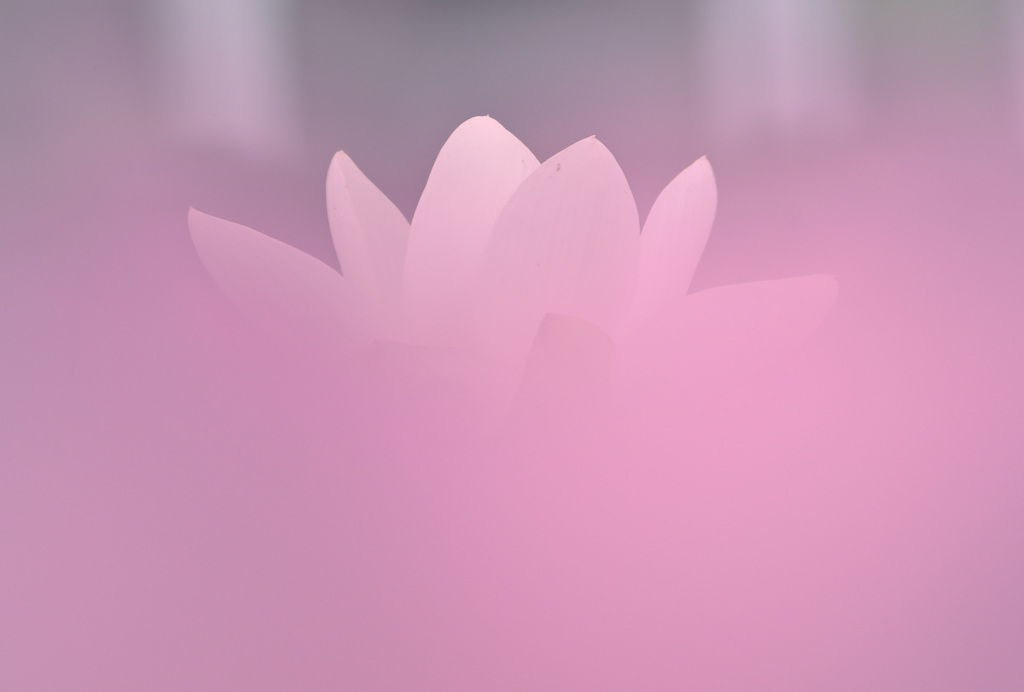 染まる白