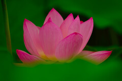 癒しの花