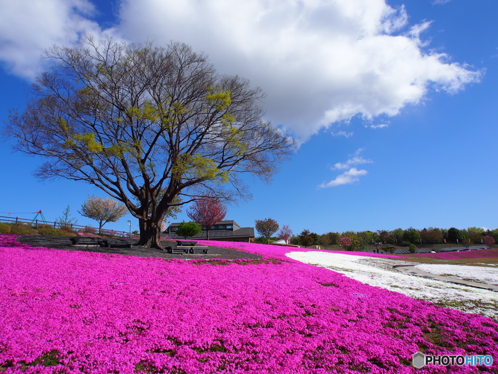 芝桜