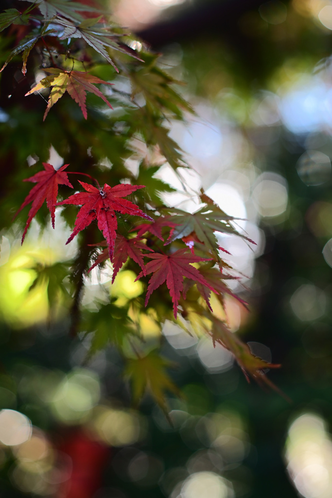紅葉の始まり