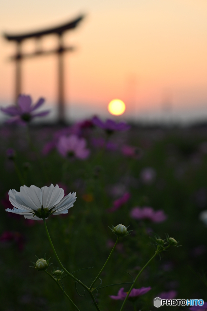夕日を浴びて