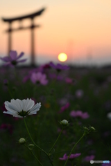 夕日を浴びて