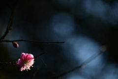 春を待つ花