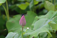 蓮
