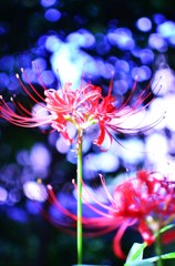 日陰に咲く彼岸花