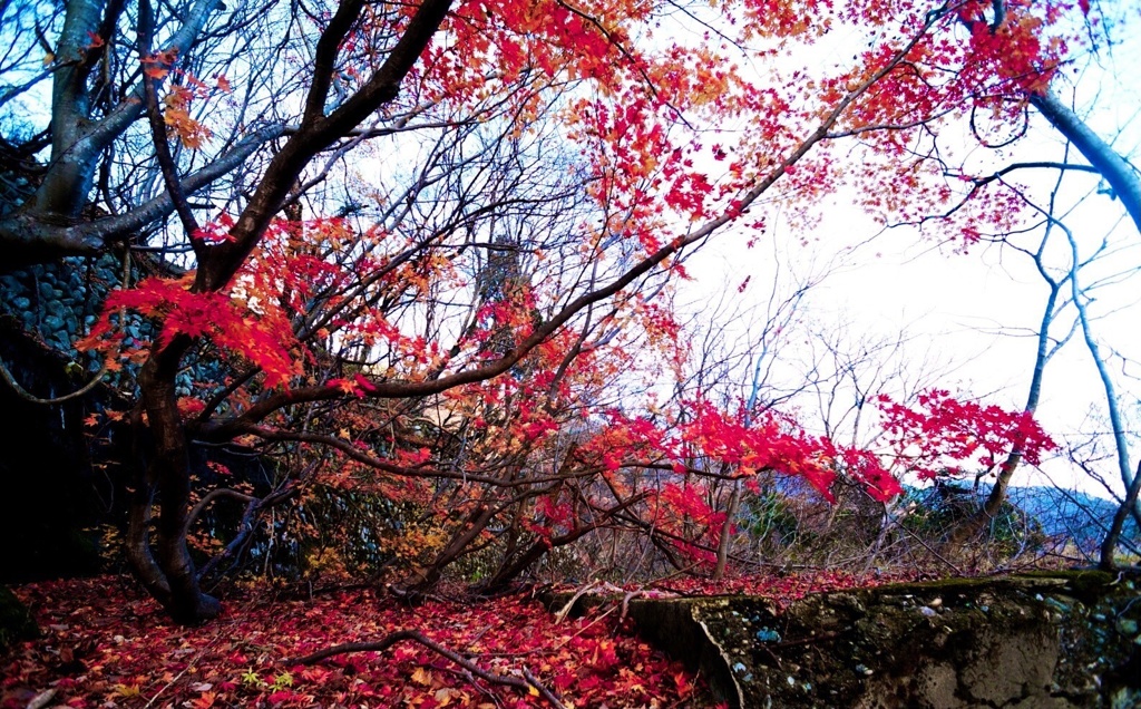 紅葉