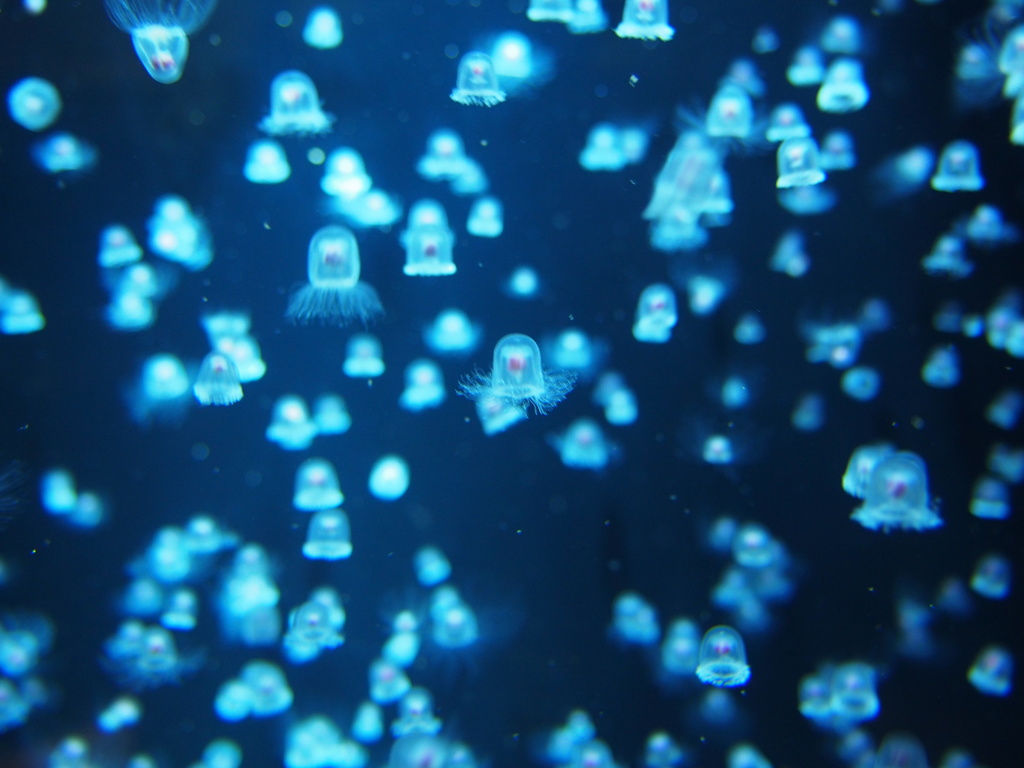 クラゲタリウム