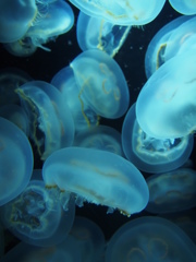 クラゲタリウム