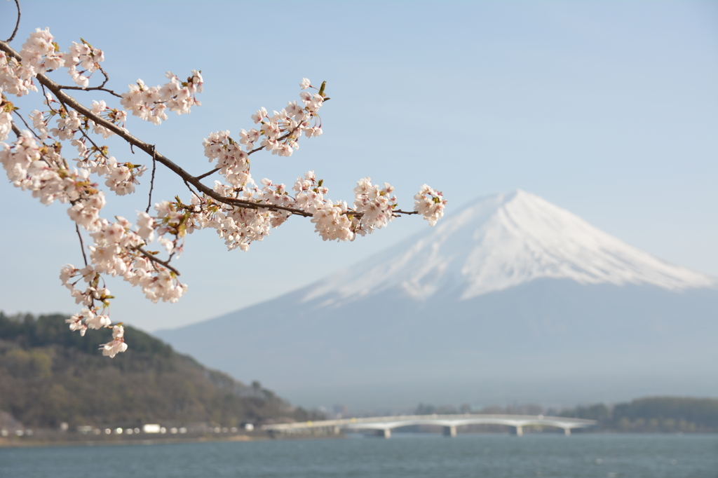 富士山と河口湖