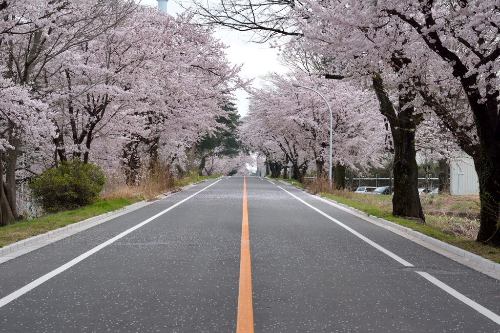 熊谷基地さくら祭　2016