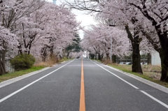 熊谷基地さくら祭　2016