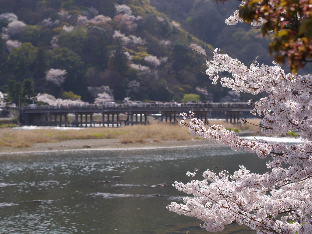 渡月橋と桜