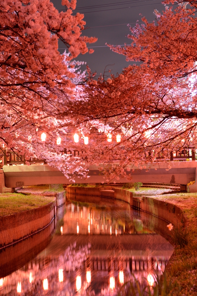 元荒川の夜桜