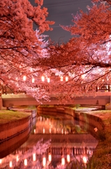 元荒川の夜桜