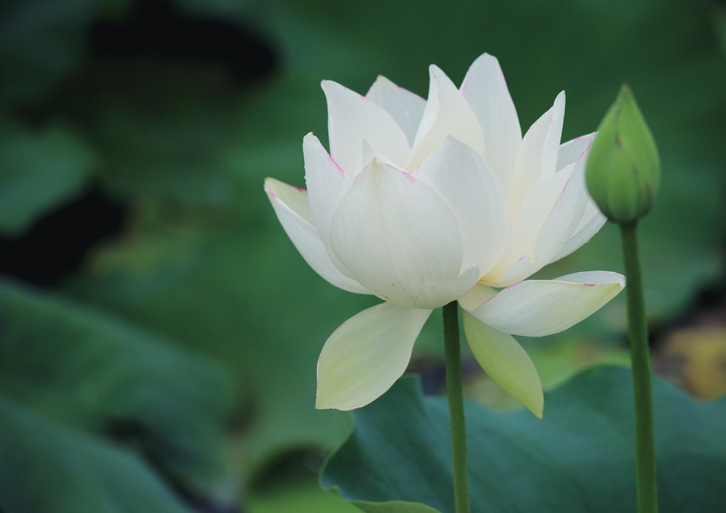 始めてアップ 福岡県豊前市 妙法寺の蓮の花