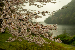 桜越にダム湖畔を