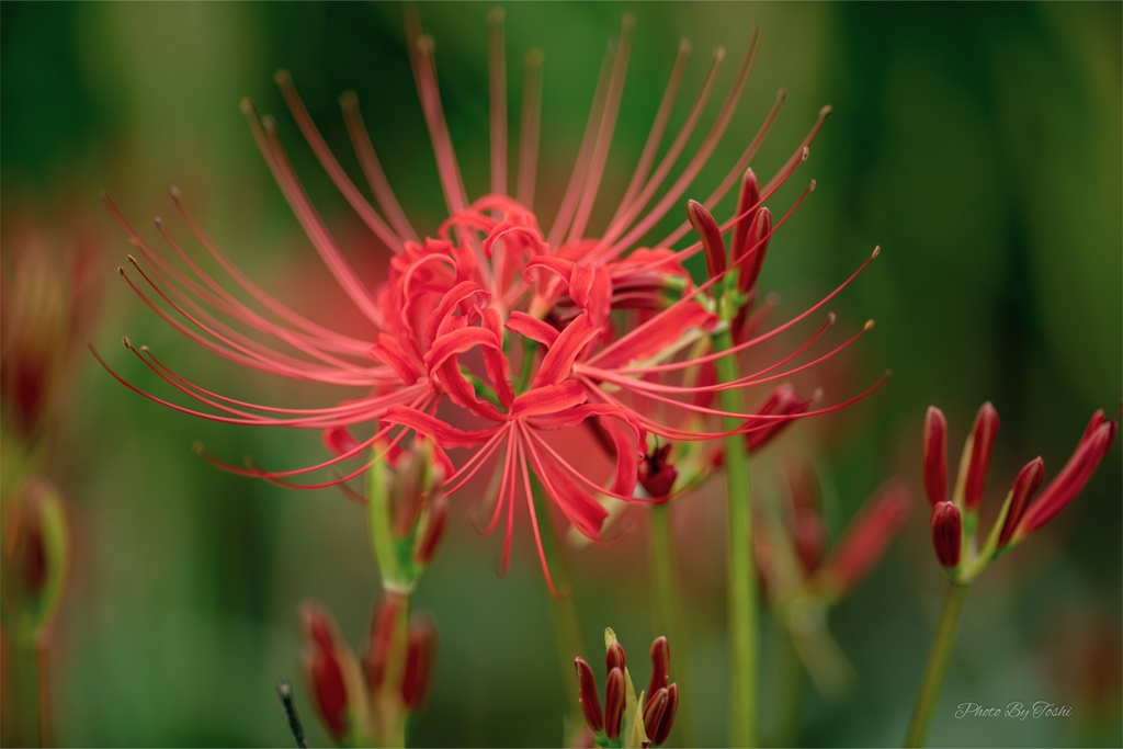 曼珠沙華