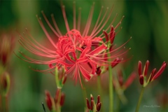 曼珠沙華