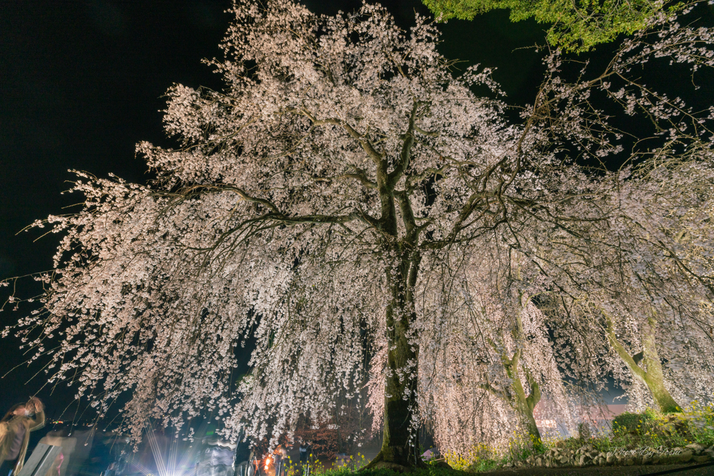 桜三昧-02