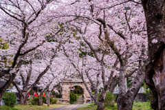 桜トンネル　円応寺参道