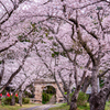 桜トンネル　円応寺参道
