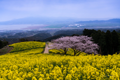 菜の花の中の桜