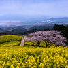 菜の花の中の桜