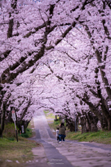 桜トンネル　微笑ましい後姿