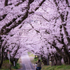 桜トンネル　微笑ましい後姿