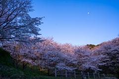 お月様も桜見物