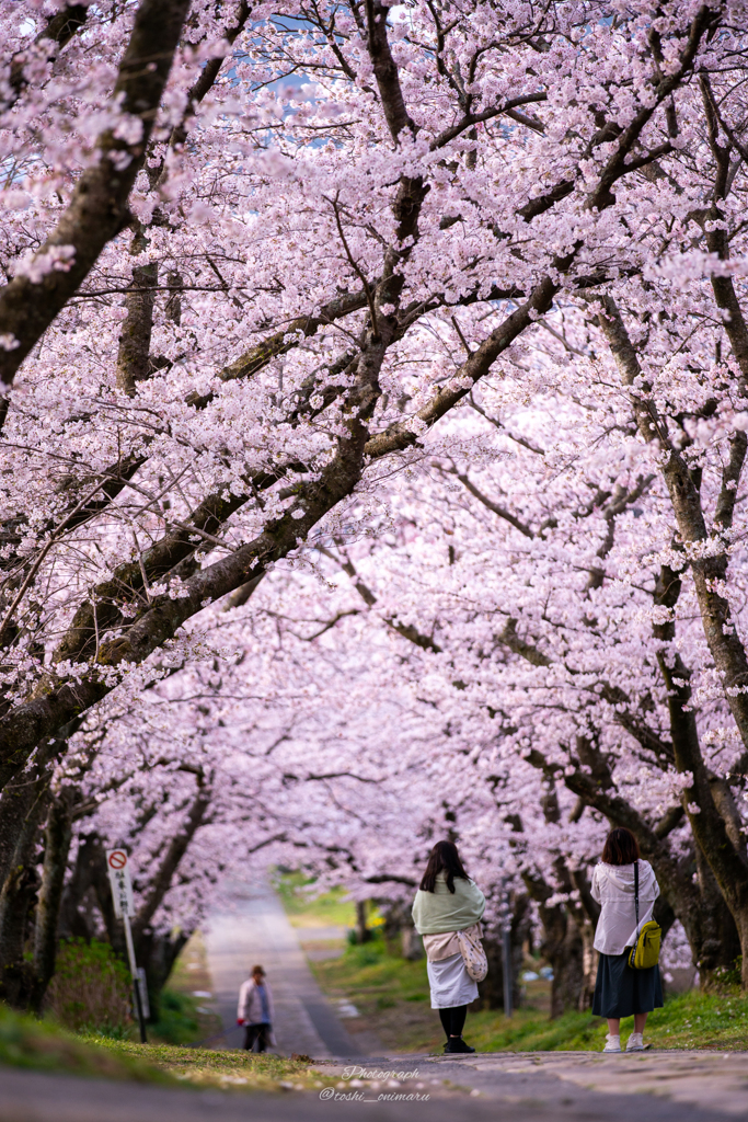 桜トンネル　友達と一緒