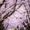 桜トンネル　友達と一緒