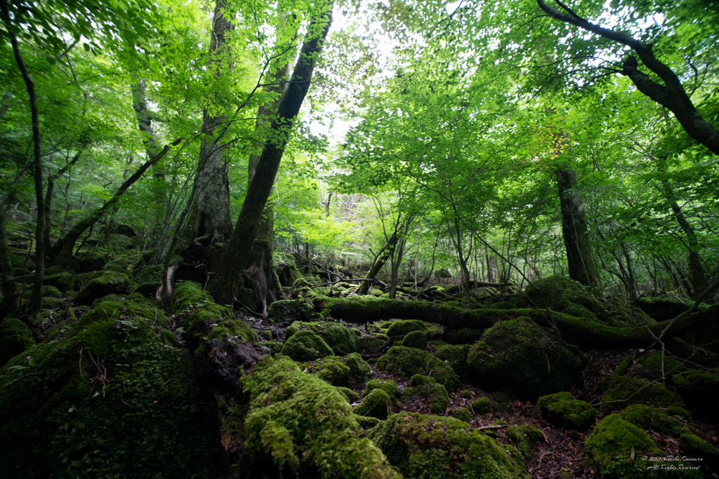 苔を見に行く