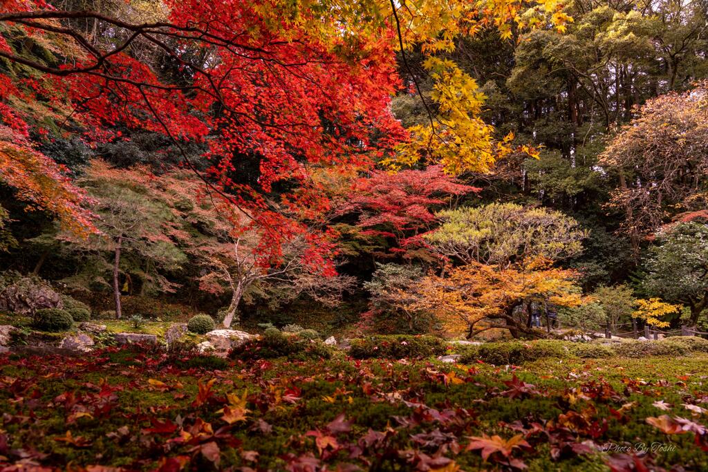 京都に行ってきた（1St　京都紅葉）