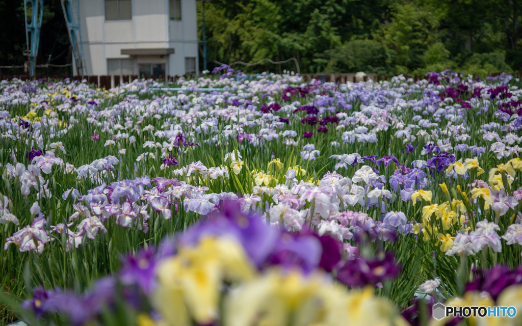西山工務店　菖蒲園