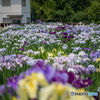 西山工務店　菖蒲園