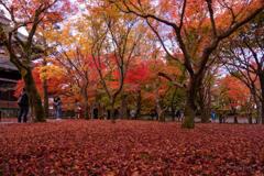京都に行ってきた（1St　京都紅葉）