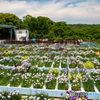 遠賀郡岡垣　西山工務店　菖蒲園　全容