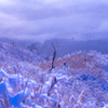 冬期の阿蘇大観峰　雲海と樹氷景色
