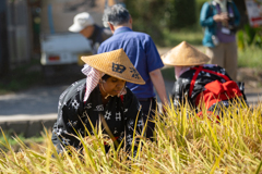 大分県豊後高田市　田染荘　収穫祭