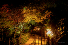 山口　長府庭園ライトアップ
