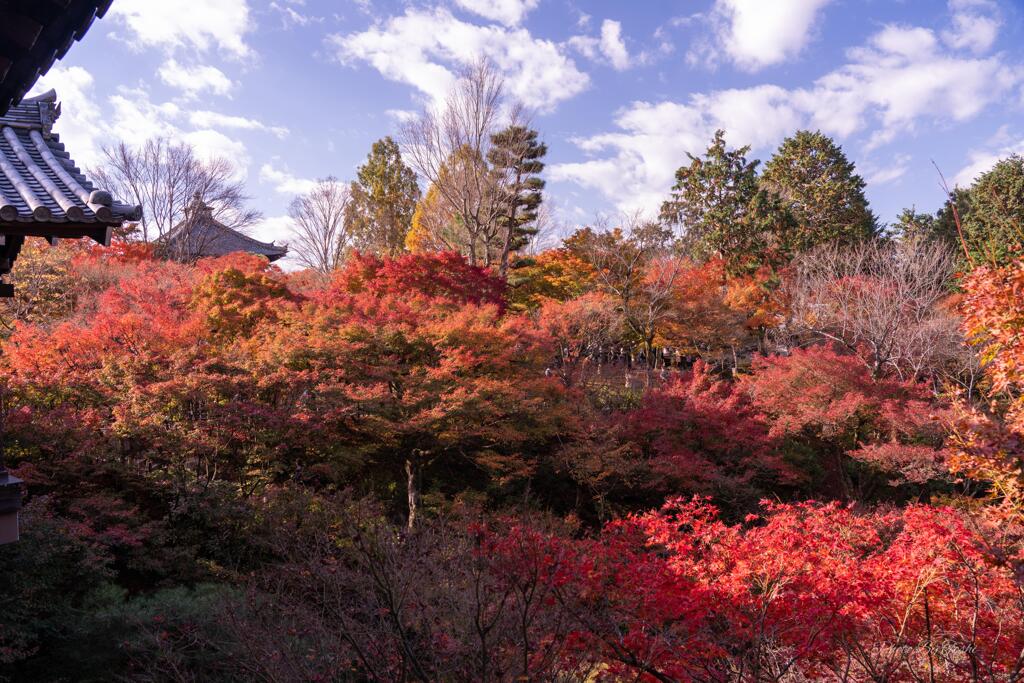 京都に行ってきた（1St　京都紅葉）