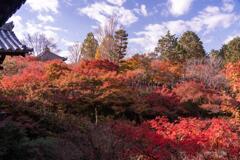 京都に行ってきた（1St　京都紅葉）