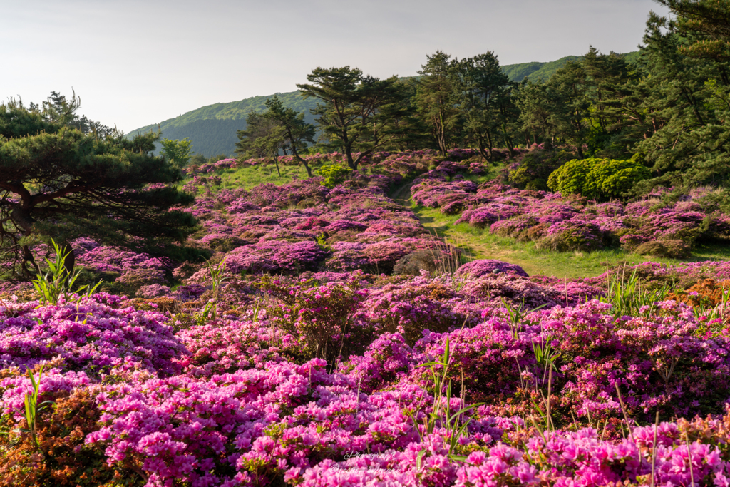 万年山に咲く「深山霧島」（ミヤマキリシマ）