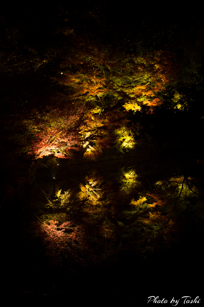 201.11.22 佐賀県　御船山楽園ライトアップ　