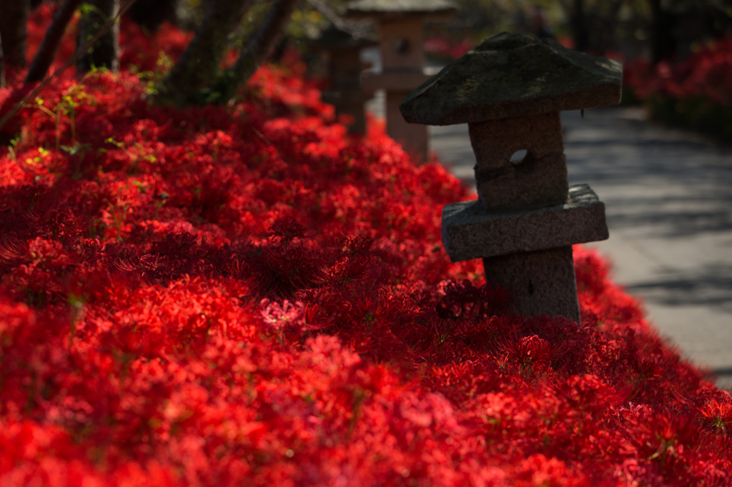 山口県山口市　小鯖八幡宮　彼岸花