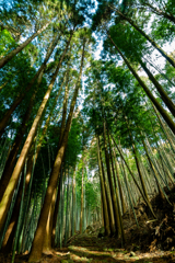 街道を行く　（日田　石坂石畳道）
