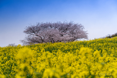 菜の花畑に包まれて