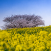菜の花畑に包まれて